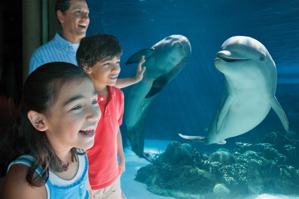 Dolphin_under_water_Hisp_family.jpg